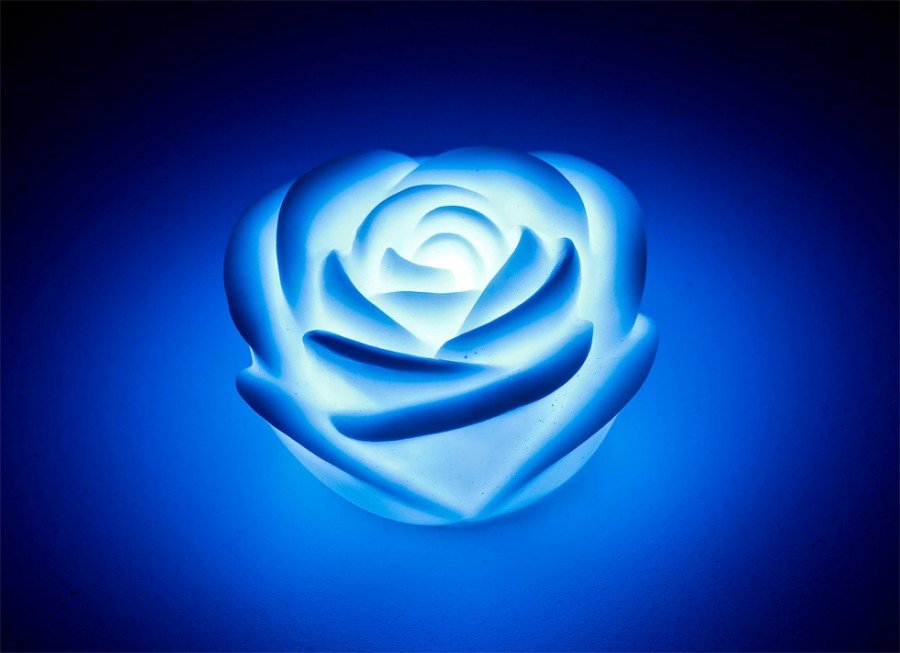 leuchtende-rose